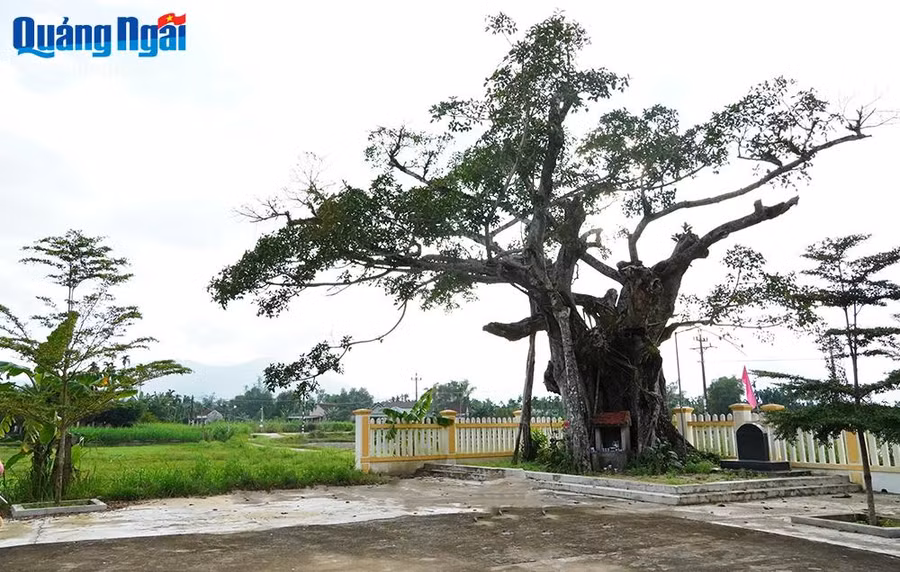 Cây đa cổ thụ ở thôn Long Bàn Nam, xã Hành Minh (Nghĩa Hành).