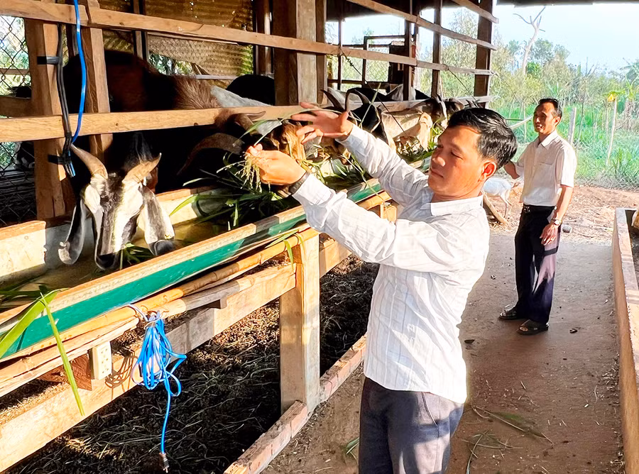 Anh Rơ Châm Krip (làng Bàng, xã Ia Nhin, huyện Chư Păh) chăm sóc đàn dê nuôi liên kết với HTX Dịch vụ nông nghiệp Núi Cờ. Ảnh: Đinh Yến