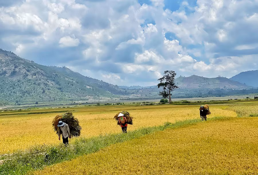 Không gian nông nghiệp đặc thù là thế mạnh để Gia Lai phát triển nông thôn gắn với du lịch. Ảnh: Hoàng Ngọc