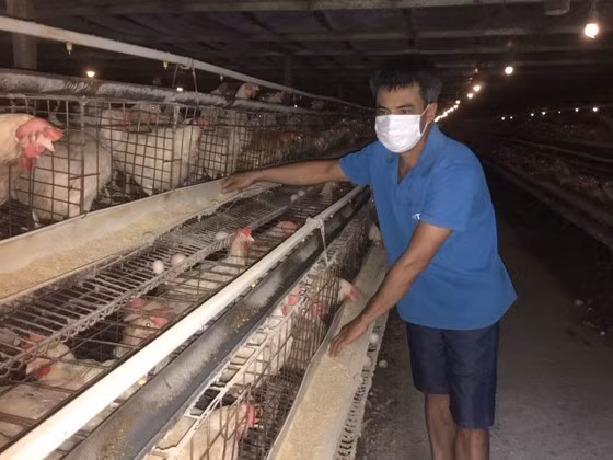 Nông dân, chủ trại gia cầm liên tục khó khăn vì giá rẻ, nguồn thịt ngoại ồ ạt vào nội địa