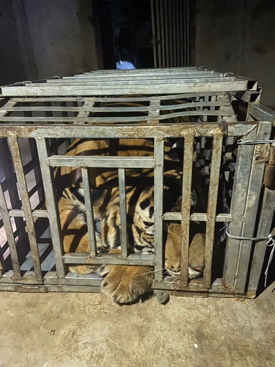 Cá thể hổ còn sống được 2 đối tượng dùng ô tô để vận chuyển. Ảnh: Công an Nghệ An