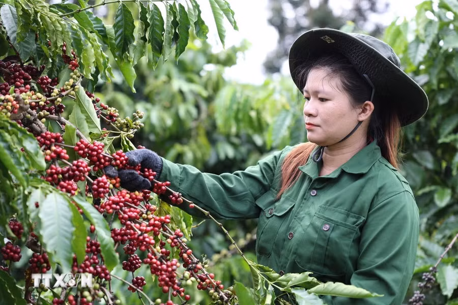 Thu hoạch càphê. (Ảnh: Tuấn Anh/TTXVN)