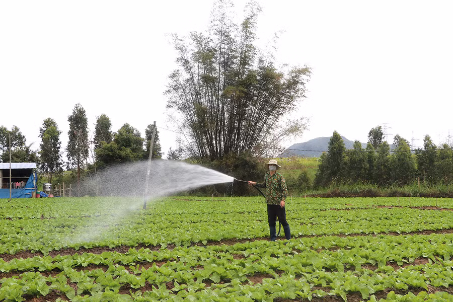 Nguồn nước dồi dào, giúp người dân xã Cư An, huyện Đak Pơ phát triển cây rau màu, nâng cao giá trị sản xuất. Ảnh: Ngọc Minh