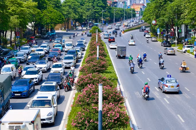 Giới trẻ thích thú khoe sắc bên hoa tường vi nở rộ ảnh 5
