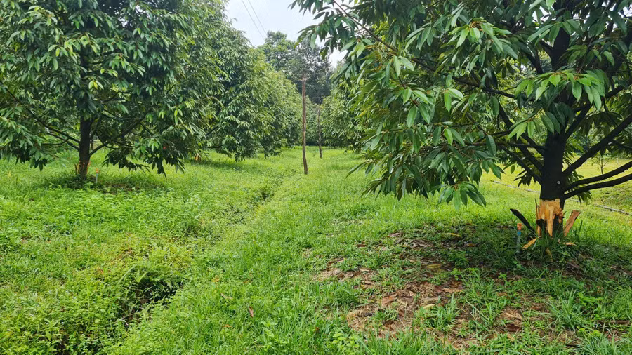 Vườn sầu riêng của gia đình anh Trung bị kẻ gian phá hoại Vườn sầu riêng của gia đình anh Trung bị kẻ gian phá hoại