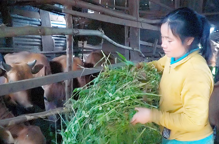 Đời sống kinh tế của gia đình chị H’Blăi đã ổn định hơn nhờ được hỗ trợ bò sinh sản để chăn nuôi. Ảnh: Quang Tấn Đời sống kinh tế của gia đình chị H’Blăi đã ổn định hơn nhờ được hỗ trợ bò sinh sản để chăn nuôi. Ảnh: Quang Tấn
