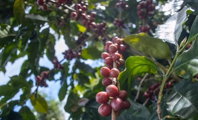 Giá cà phê đồng loạt tăng. Ảnh: Minh Đăng