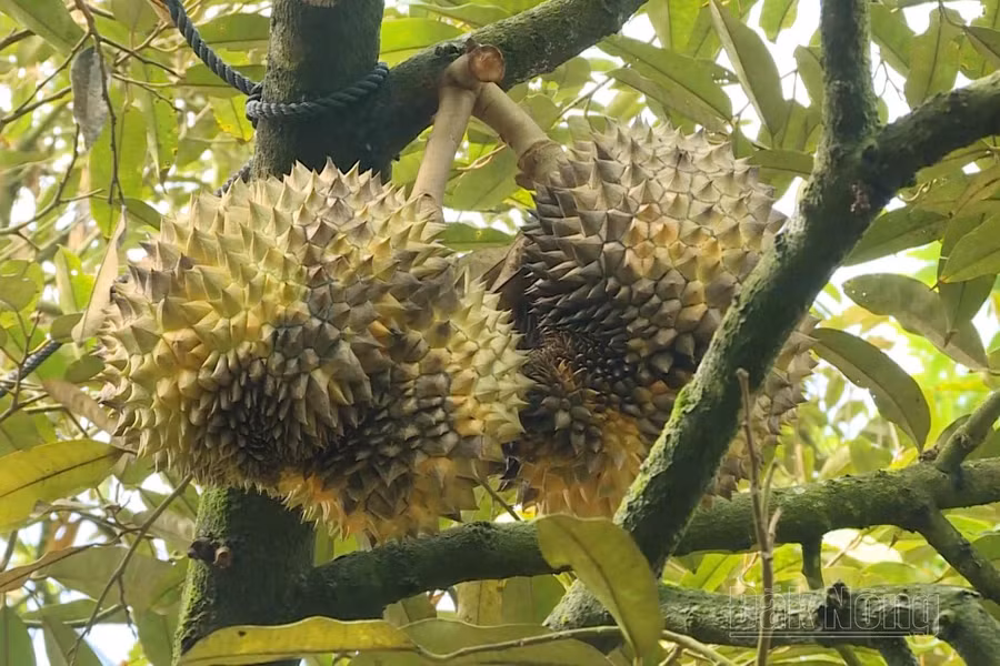 Những ngày qua, vườn sầu riêng của anh Khoa xuất hiện tình trạng trái bị thối, lá bị vàng và rụng