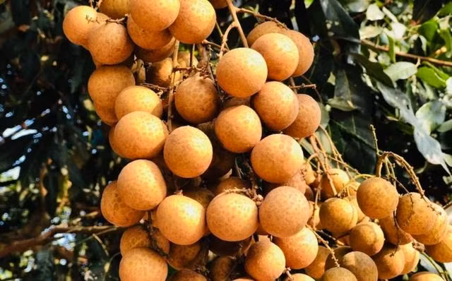 Quả nhãn chứa hàm lượng cao vitamin B, C. Ảnh: T.N