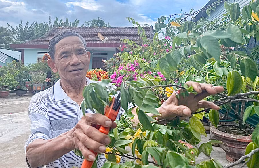Ông Nguyễn Đức Trung đang cắt, tỉa tạo tàn cho những cây cảnh trước sân nhà. Ảnh: Lê Nam