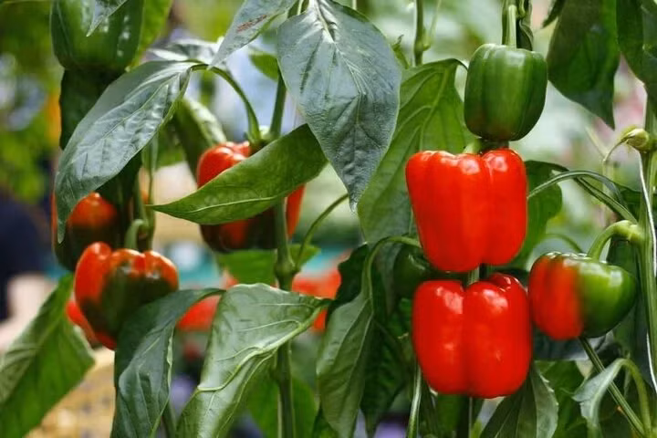 Ớt chuông chứa nhiều vitamin A, C và các chất chống oxy hóa khác nhưng lại ít kali.