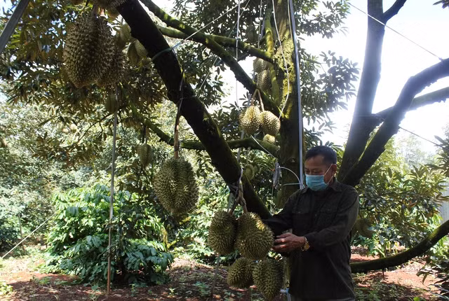 Sầu riêng Đắk Lắk đang vào chính vụ thu hoạch. Ảnh: Trung Chuyên
