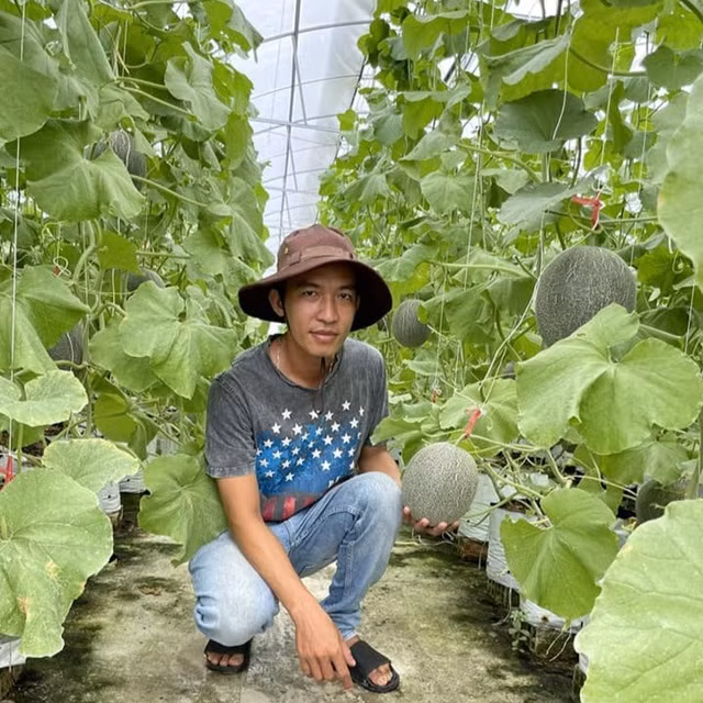 Anh Duy trồng dưa lưới với tổng diện tích hơn 3.300 m2. Ảnh: DUY TÂN