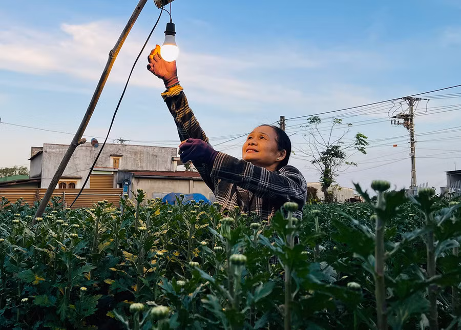 Hơn 18 giờ tối, gia đình bà Huỳnh Thị Nga (thôn 4, xã An Phú, TP. Pleiku) bắt đầu thắp đèn để chăm sóc vườn hoa cúc. Ảnh: Trần Dung