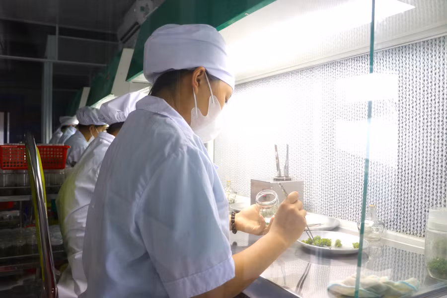 Mỗi năm, Công ty TNHH 1 thành viên Thái Xuân Biên (thôn An Thượng 3, xã Song An, thị xã An Khê) sản xuất 8 triệu cây lâm nghiệp cấy mô. Ảnh: An Phát