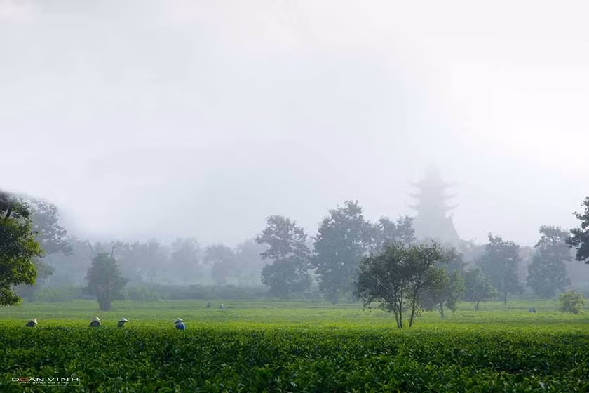 Gia Lai có thể phát triển loại hình du lịch đồn điền khi “sở hữu” 2 đồn điền chè có lịch sử hình thành hàng thế kỷ. Ảnh: Doãn Vinh