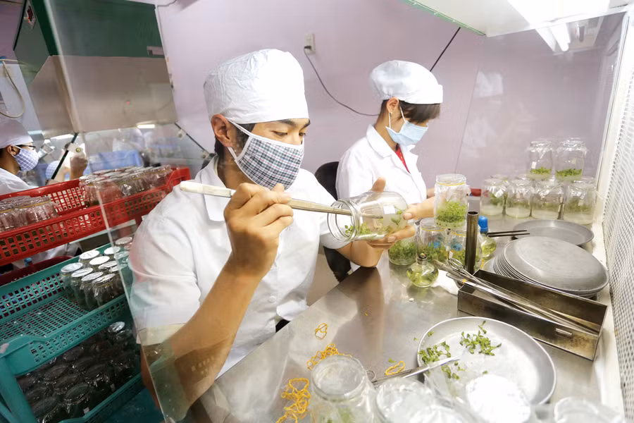 Đà Lạt hướng tới mục tiêu tỷ lệ diện tích hoa từ các giống mới có bản quyền đạt 35 - 40% phù hợp với các quy định để phát triển thị trường xuất khẩu
