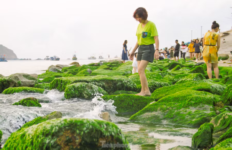 Người dân xã Nhơn Hải cho biết, tùy thời tiết, vào khoảng tháng 3 đến tháng 5 những bãi đá lại khoác lên mình "tấm áo xanh" mềm mại của thảm rêu non, tạo nên quang cảnh đẹp ngỡ ngàng. Ảnh: Trương Định Người dân xã Nhơn Hải cho biết, tùy thời tiết, vào khoảng tháng 3 đến tháng 5 những bãi đá lại khoác lên mình "tấm áo xanh" mềm mại của thảm rêu non, tạo nên quang cảnh đẹp ngỡ ngàng. Ảnh: Trương Định