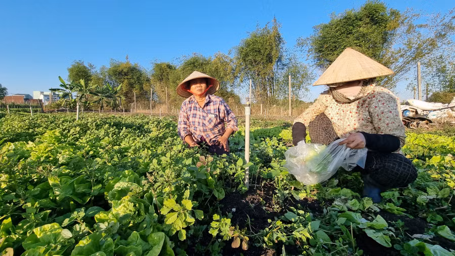 Nhiều nông dân tất bật chăm sóc vụ rau Tết. Ảnh: H.P