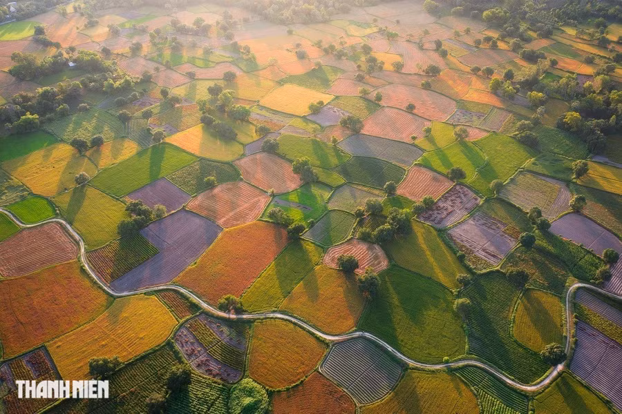 Cánh đồng Tà Pạ, huyện Tri Tôn, An Giang vào mùa lúa chín đẹp như tranh vẽ của Cao Kỳ Nhân. Cuối tháng 11 - đầu tháng 12 là thời điểm đẹp nhất để ngắm lúa chín ở Tà Pạ. Tập quán canh tác của người dân địa phương là tập trung gặt lúa cùng nhau theo từng khu vực, hết ô ruộng này tới ô ruộng khác. Do đó, khi vào mùa thu hoạch, khắp cánh đồng sẽ có những mảng màu khác nhau tạo nên "bức họa đồng quê" có một không hai của Tri Tôn.