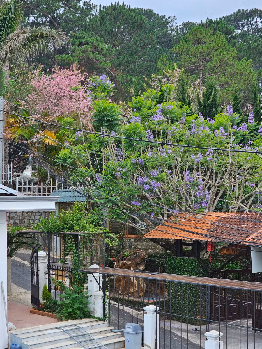 Hiện tượng thú vị khi mai anh đào Đà Lạt nở rộ cùng hoa phượng tím. Ảnh: BÁ DUY