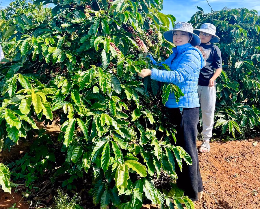 Mô hình du lịch trải nghiệm của Zin's Farm được khá nhiều hợp tác xã ở các địa phương khác đến tham quan và học hỏi kinh nghiệm. Ảnh: Hà Duy