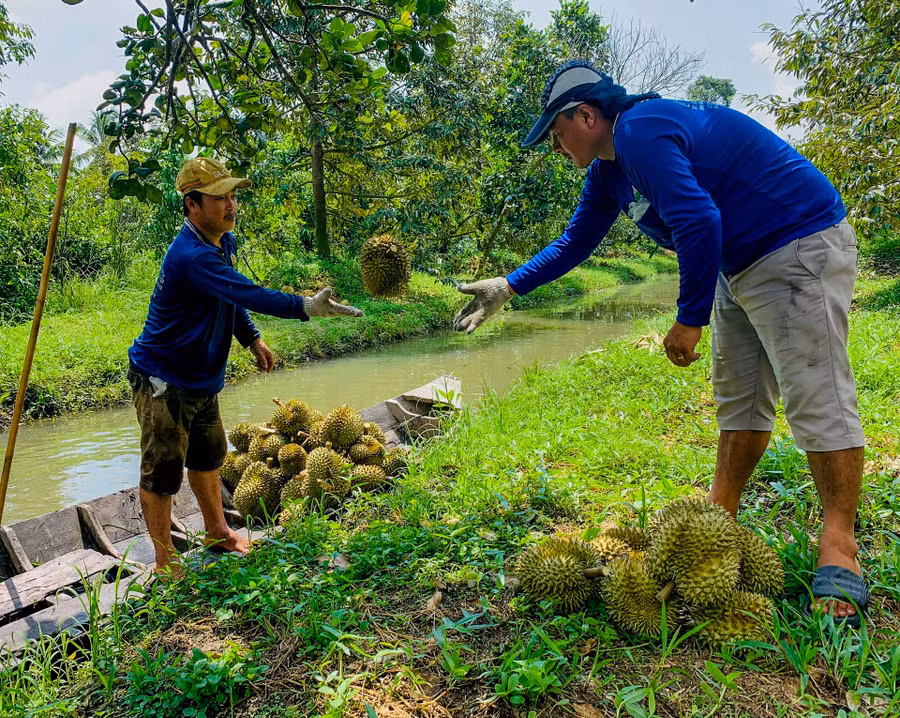 Vụ sầu riêng năm nay không chỉ giúp các chủ vườn "được mùa, được giá" mà còn giúp các lao động thời vụ có thu nhập cao. Ảnh: Phương Anh
