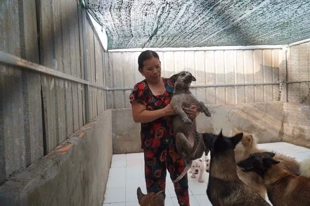 Gần 2 năm qua, bà Thủy cưu mang 170 con chó bị bỏ rơi