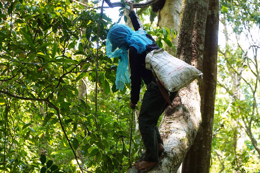 Anh Đinh Văn Thiêng trèo lên cây cắt sáp tổ ong. Ảnh: Thiên Di Anh Đinh Văn Thiêng trèo lên cây cắt sáp tổ ong. Ảnh: Thiên Di