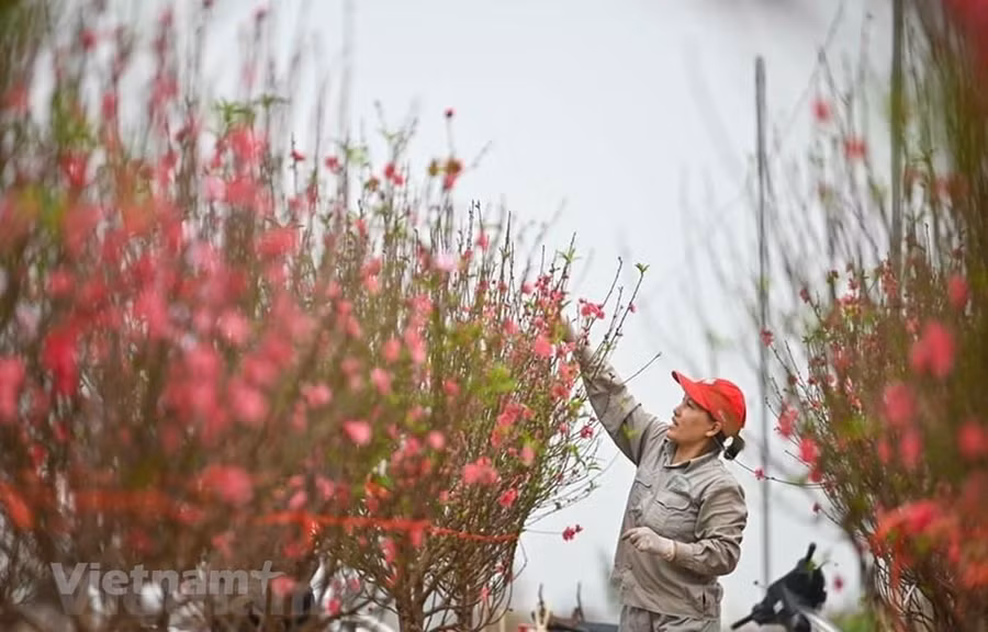 Bộ Lao động-Thương binh và Xã hội đề xuất nghỉ Tết Nguyên đán năm 2024 kéo dài 7 ngày. (Ảnh minh họa: Minh Sơn/Vietnam+) Bộ Lao động-Thương binh và Xã hội đề xuất nghỉ Tết Nguyên đán năm 2024 kéo dài 7 ngày. (Ảnh minh họa: Minh Sơn/Vietnam+)