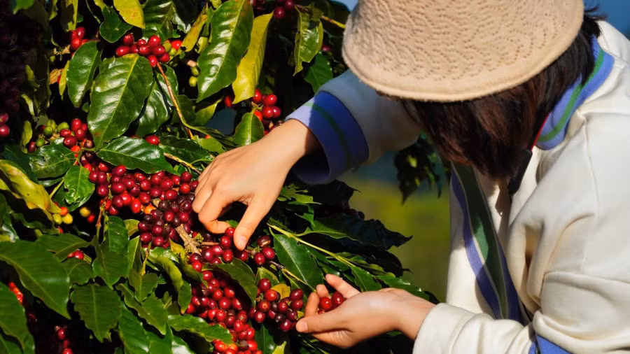 Thu hoạch cà phê xứ lạnh. Ảnh Nguyễn Huỳnh