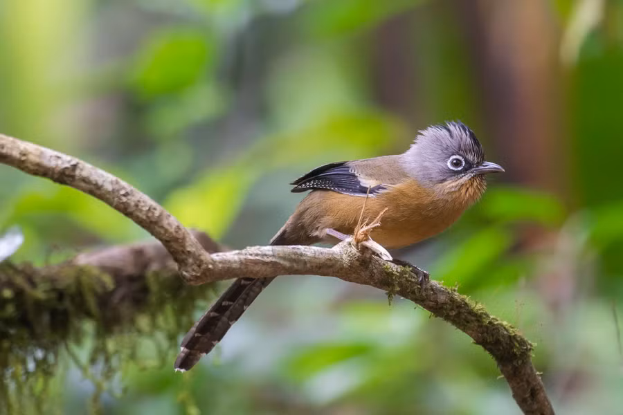 Khướu vằn đầu đen tại Khu bảo tồn thiên nhiên Ngọc Linh. Ảnh: NB