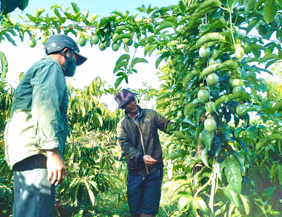 Vườn chanh dây của hộ nông dân Nguyễn Trọng Văn (thôn Tiên Sơn 1, xã Tân Sơn) cho thu nhập cao. Ảnh: Mai Ka Vườn chanh dây của hộ nông dân Nguyễn Trọng Văn (thôn Tiên Sơn 1, xã Tân Sơn) cho thu nhập cao. Ảnh: Mai Ka