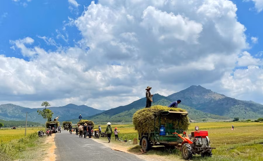 Khung cảnh tấp nập trên cánh đồng Ngô Sơn khi vào mùa thu hoạch lúa. Ảnh: Hoàng Ngọc