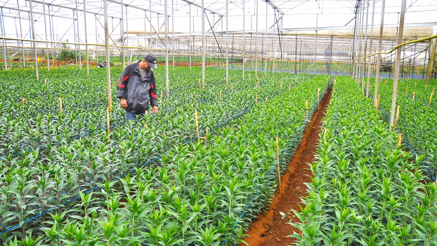 Vườn trồng ly kép cho mùa Tết của ông Nguyễn Hùng Vỹ, làng hoa Vạn Thành, Phường 5, Đà Lạt