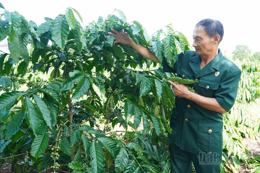 Phát huy truyền thống cách mạng, trở về với thời bình, các cựu chiến binh xã Thuận An, huyện Đắk Mil, Đắk Nông luôn tiên phong trên mặt trận kinh tế