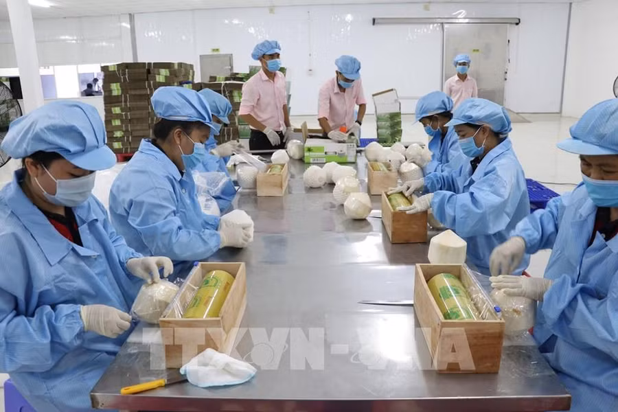 Chế biến đóng gói dừa xuất khẩu. Ảnh: Huỳnh Phúc Hậu-TTXVN