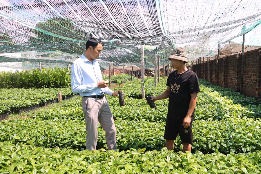 Vườn ươm cây cà phê giống của anh Nguyễn Văn Đào (bìa phải, làng Tốt Biơch, thị trấn Chư Sê) đã sẵn sàng cung ứng ra thị trường. Ảnh: N.Q Vườn ươm cây cà phê giống của anh Nguyễn Văn Đào (bìa phải, làng Tốt Biơch, thị trấn Chư Sê) đã sẵn sàng cung ứng ra thị trường. Ảnh: N.Q