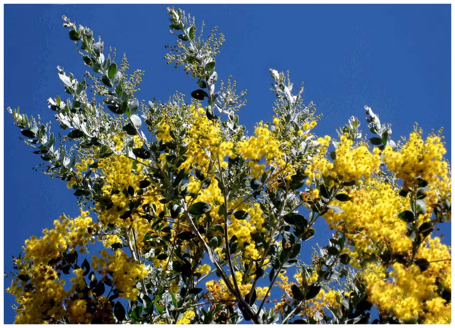 Mimosa rực vàng.