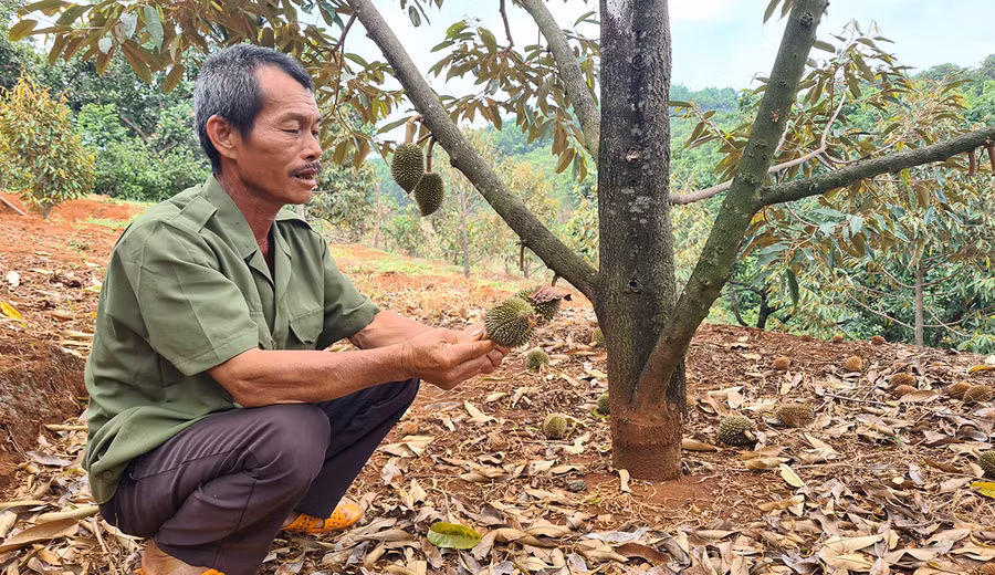 Vườn sầu riêng của gia đình ông Phạm Văn Khoa (thôn 4, xã Ia Tô, huyện Ia Grai) có nhiều quả non rụng liên tục, không thể kiểm soát được. Ảnh: Sang Phương