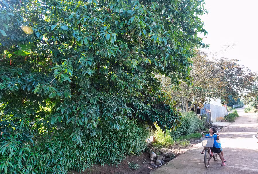 Một cây chòi mòi cổ thụ vươn ra đường làng Ia Nueng, xã Biển Hồ, TP. Pleiku. Ảnh: Minh Châu
