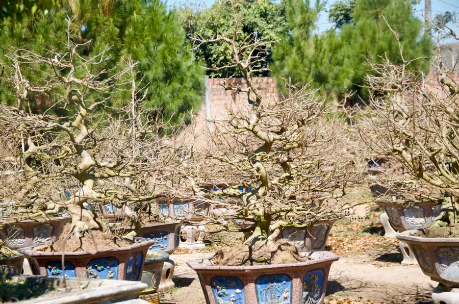 Ông Hoà cho biết thêm, ngoài việc cho thuê mai để chưng Tết, ông còn nhận chăm sóc mai sau Tết; tuỳ theo loại mà giá chăm sóc khác nhau. Mỗi năm, vườn mai của ông mang lại thu nhập khoảng từ 350-500 triệu đồng từ việc cho bán, cho thuê và chăm sóc mai.