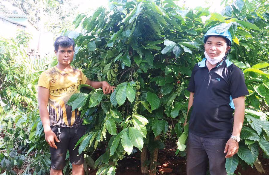 Nhờ áp dụng những kiến thức học được từ các lớp tập huấn kỹ thuật nên năng suất, sản lượng cà phê của gia đình anh Siu Blel năm nay dự kiến tăng nhiều so với trước. Ảnh: Q.T Nhờ áp dụng những kiến thức học được từ các lớp tập huấn kỹ thuật nên năng suất, sản lượng cà phê của gia đình anh Siu Blel năm nay dự kiến tăng nhiều so với trước. Ảnh: Q.T