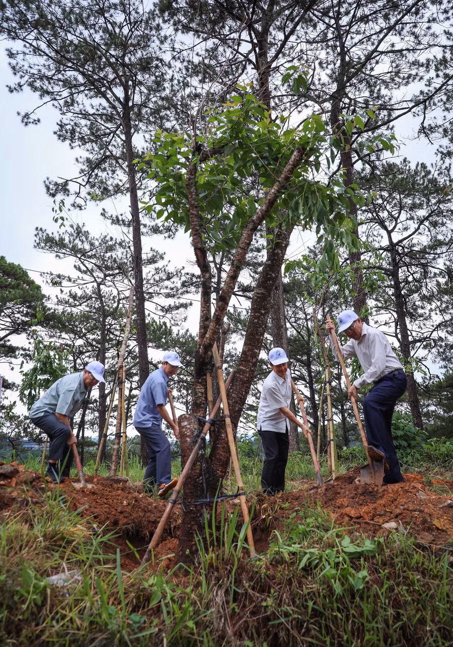 Hàng trăm cây mai anh đào đã được trồng lại dọc tuyến đèo Prenn để tạo cảnh quan, mỹ quan cho tuyến đường cửa ngõ của thành phố