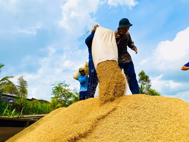 Thị trường lúa gạo thế giới tiếp tục biến động. Ảnh:CÔNG HÂN