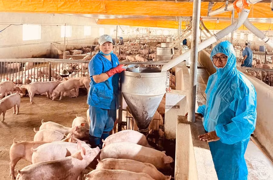 Gia đình chị Trang ký hợp đồng làm trang trại chăn nuôi heo gia công với Công ty cổ phần Chăn nuôi C.P. Việt Nam. Ảnh: Hoàng Lộc