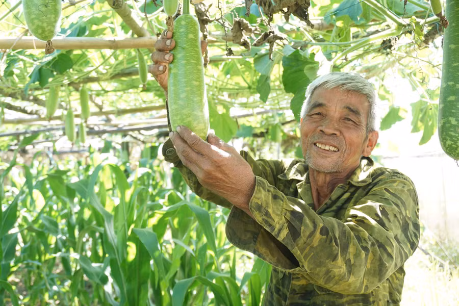 Rau củ quả của gia đình ông Phan Lương phát triển tốt. Ảnh: TH