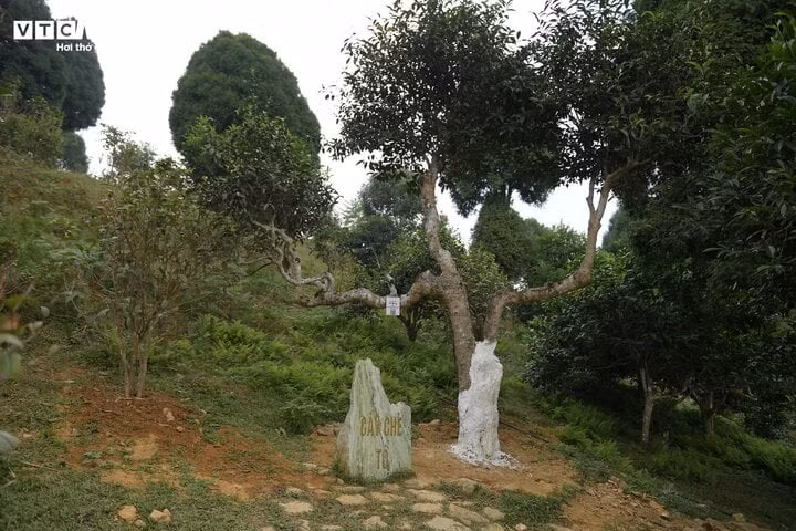 Cây chè tổ đang chết mòn vì mối mọt.