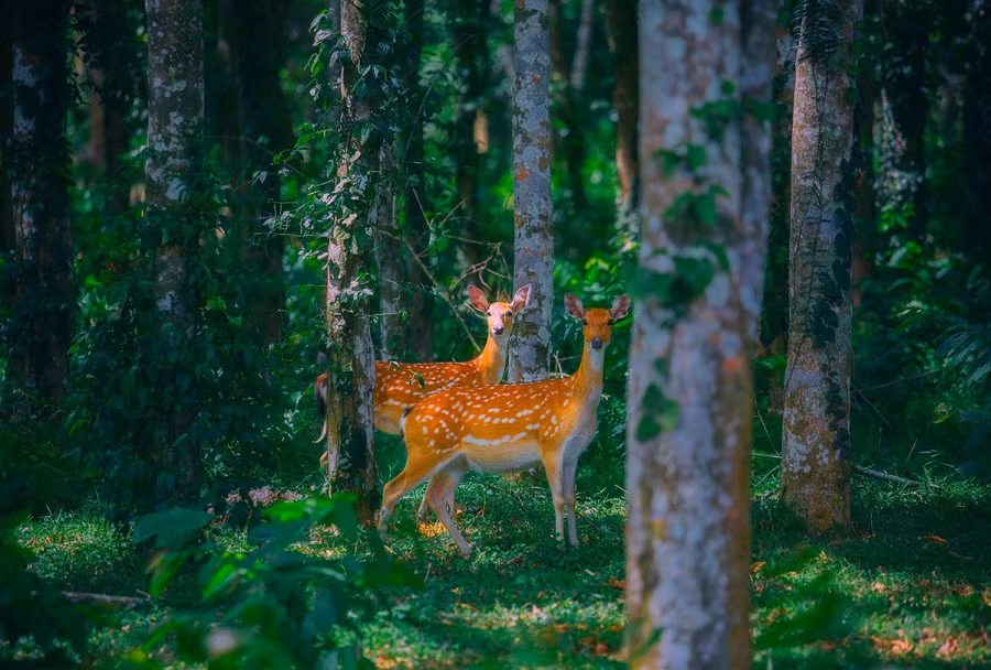 Không chỉ được khám phá thế giới động - thực vật về đêm, tour còn giúp người tham gia hiểu thêm về công tác cứu hộ, bảo tồn rừng.