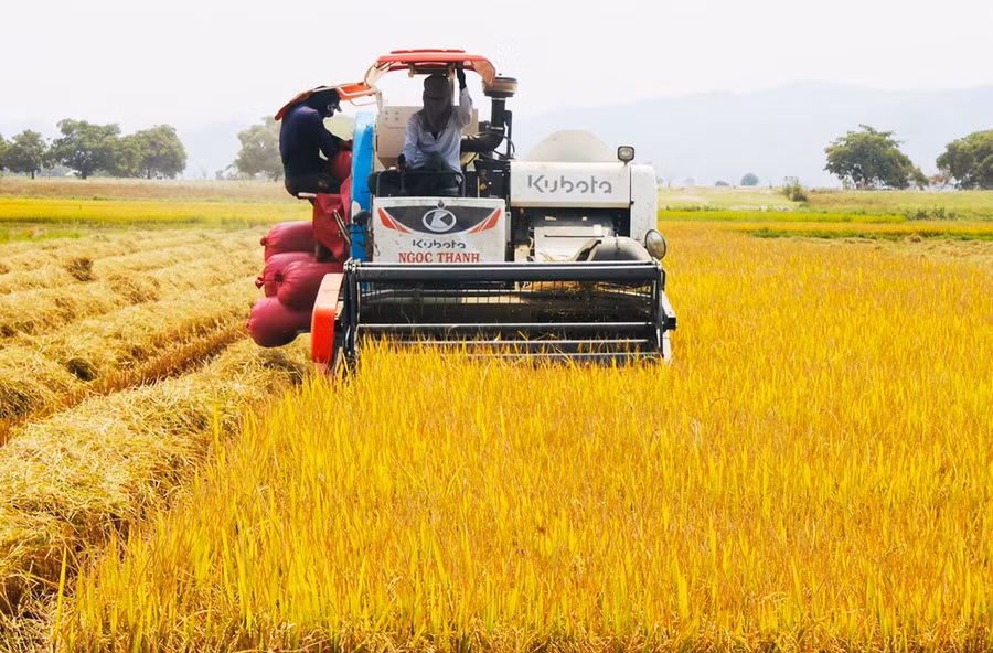 Người dân xã Ia Rbol thu hoạch lúa. Ảnh: V.C